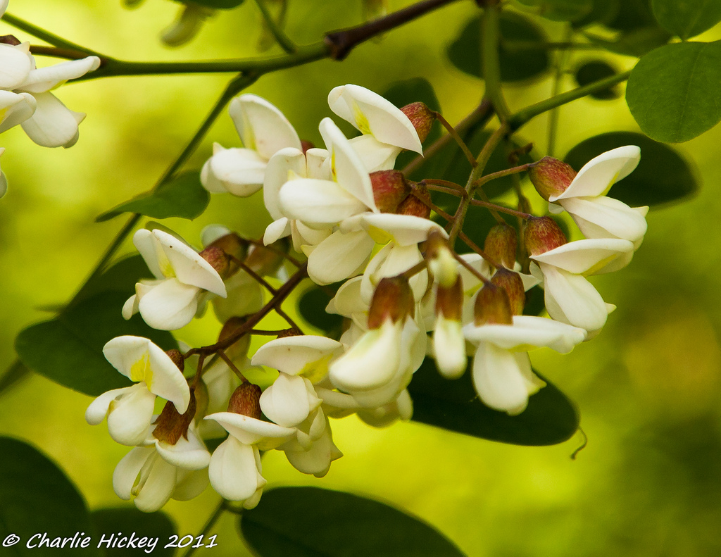 black locust  